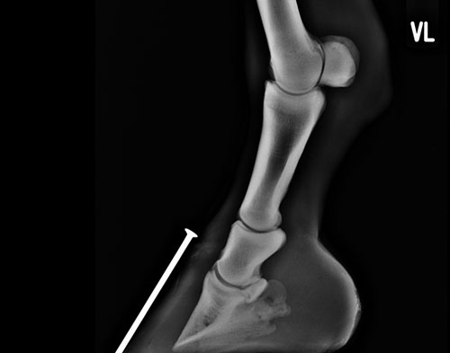 Röntgenbild Hufrehe